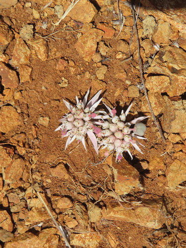 Euphorbia radians, photograph 1