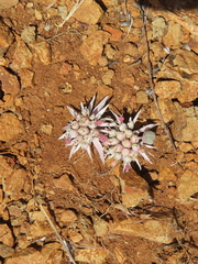 Euphorbia radians