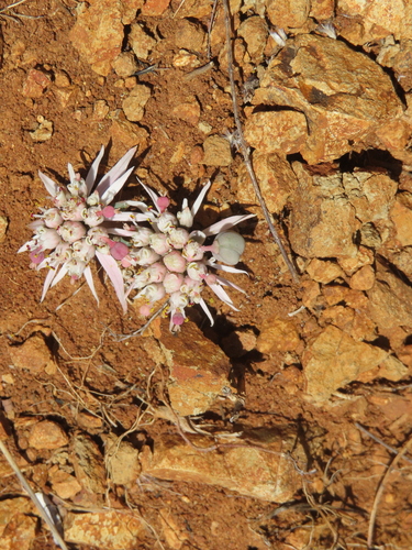 Euphorbia radians, photograph 2