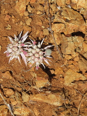Euphorbia radians, photograph (c) Ulises Pinedo, some rights reserved (CC BY)
