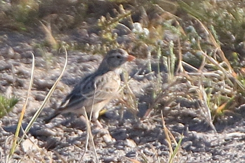 Makgadikgadi Pink-billed Lark