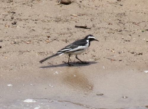 iNaturalist image