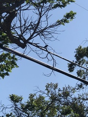 Passeriformes