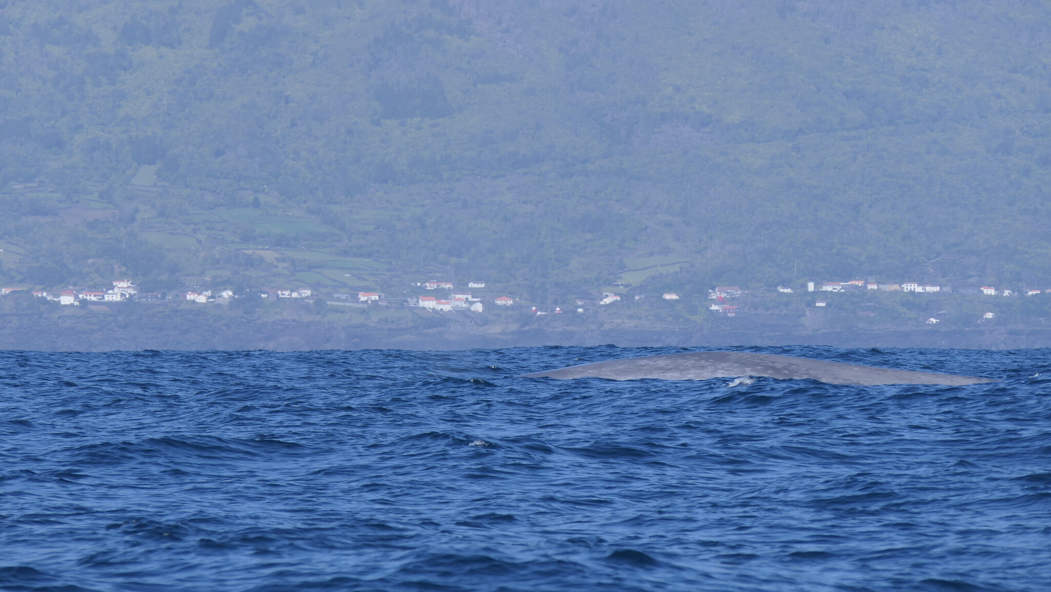 Balaenoptera musculus