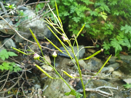 Cardamine raphanifolia, photograph 3