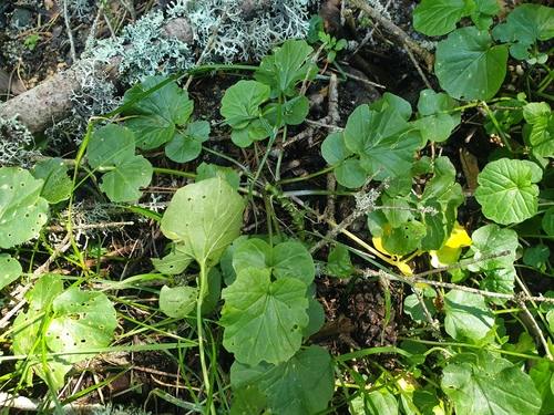 Cardamine raphanifolia, photograph 2