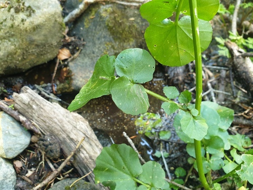 Cardamine raphanifolia, photograph 4