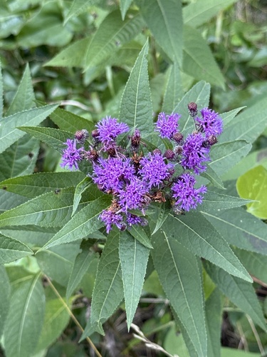 Western Ironweed