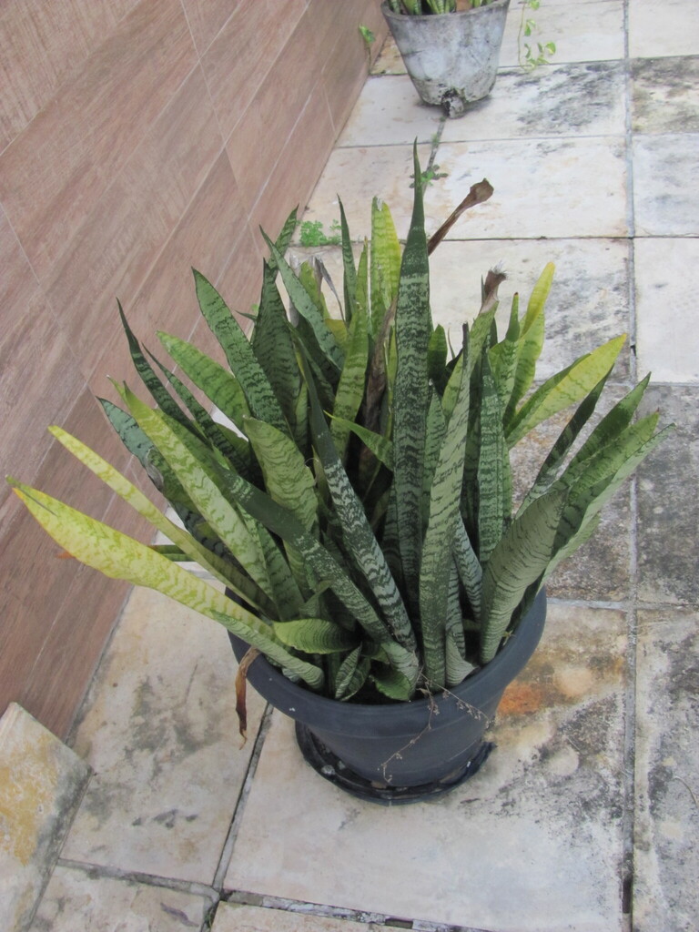 Сансевієрія — Dracaena trifasciata