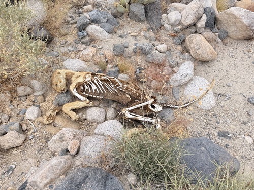 Mountain Lion photographed in Nevada