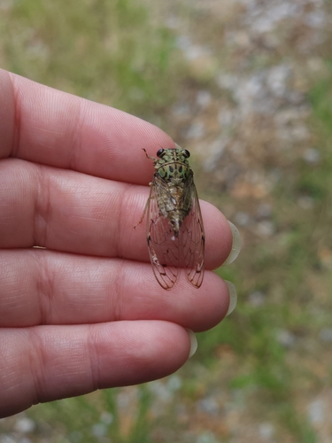 Hieroglyphic Cicada