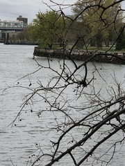 Podosphaera phytoptophila