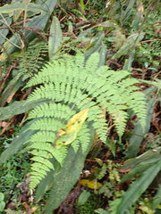Dryopteris paleolata