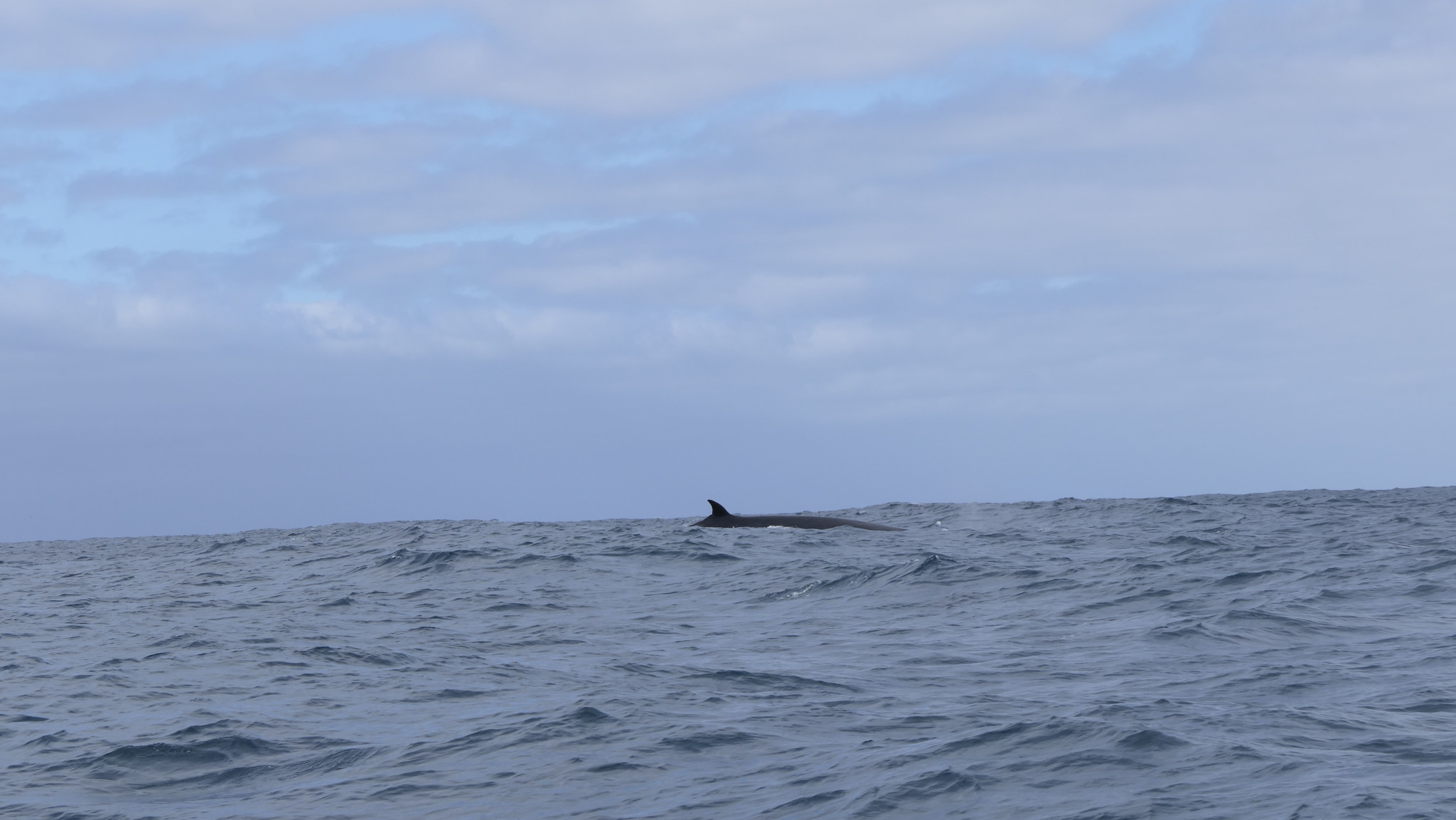 Balaenoptera borealis