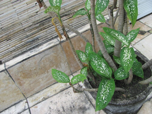 tuftroot