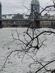 Podosphaera phytoptophila