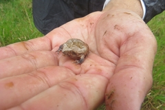 Physalaemus nattereri