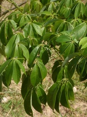 Ceiba speciosa