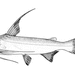 Ariidae - Photo (c) FAO,  זכויות יוצרים חלקיות (CC BY-NC)