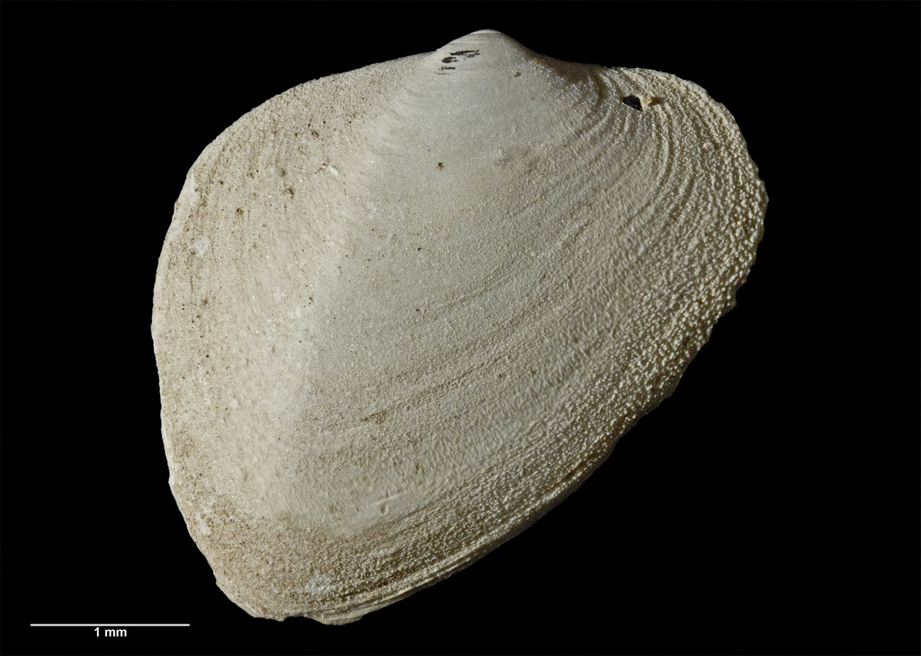 Basterotiidae