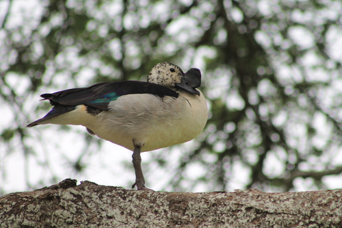 iNaturalist image
