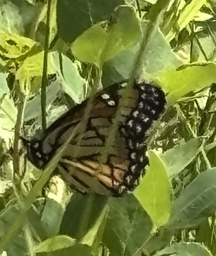 Viceroy