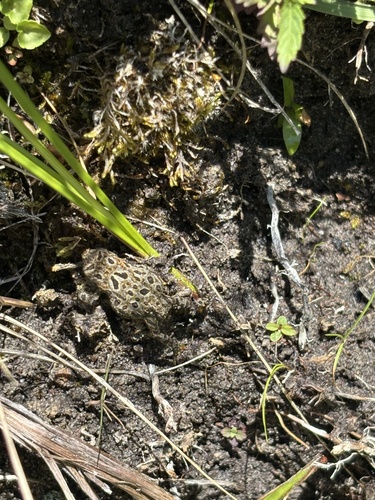 Canadian Toad