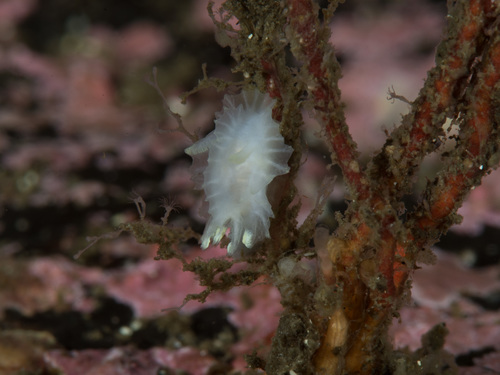 Lophodoris danielsseni