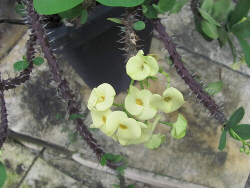 Crown-of-Thorns