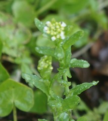 Lepidium campestre