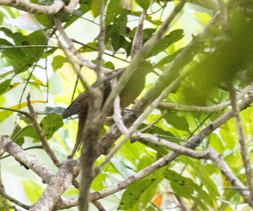 Amboyna Cuckoo-Dove (Macropygia amboinensis)