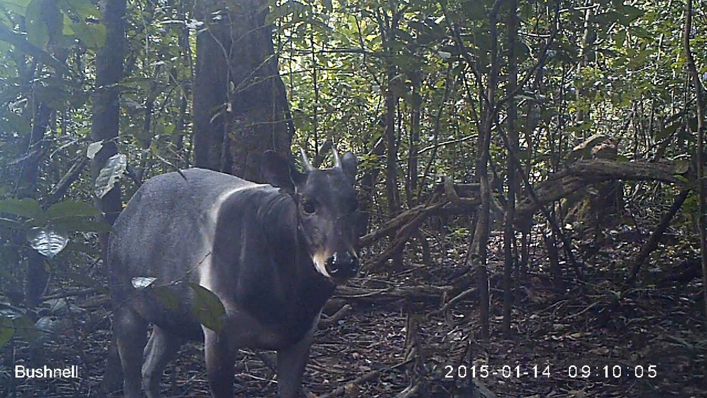 Jentink's Duiker