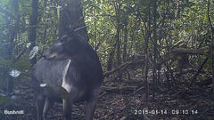 Jentink's Duiker photo 2