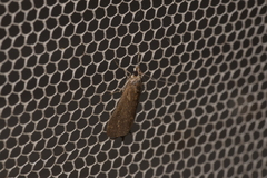 Achyra affinitalis