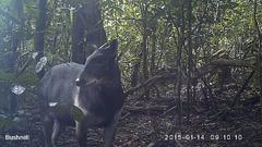 Jentink's Duiker photo 3