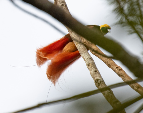Raggiana Bird-of-paradise (Paradisaea raggiana), photo 7
