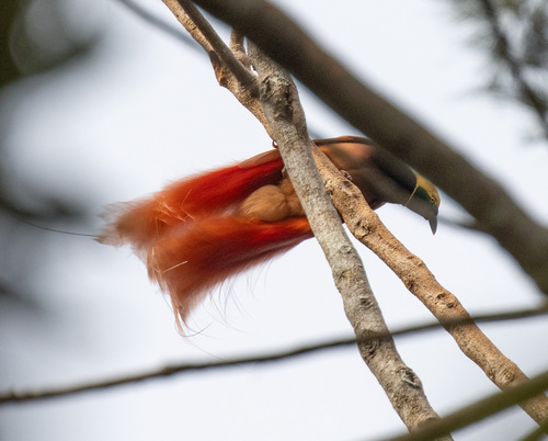Raggiana Bird-of-paradise (Paradisaea raggiana), photo 8