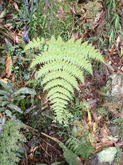 Dryopteris paleolata