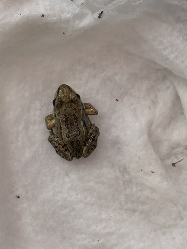 Wood Frog