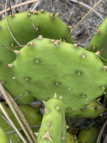 Opuntia mesacantha, photograph 6