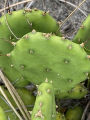 Opuntia mesacantha, photograph author not stated, no rights reserved