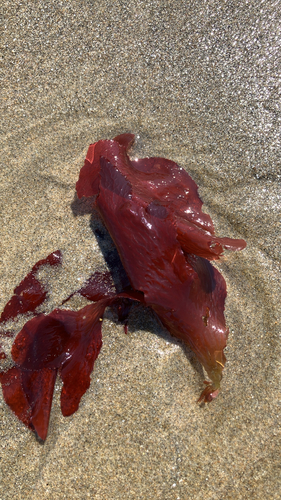 Polyneura latissima observed 2026-07-14
