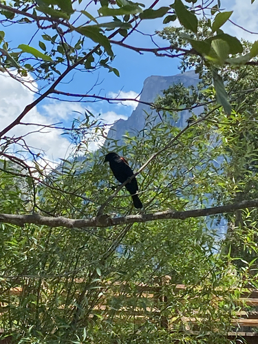 iNaturalist observation photo of Red-winged Blackbird