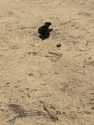 iNaturalist observation photo of Red-winged Blackbird