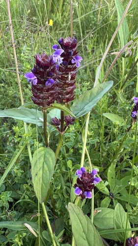common selfheal