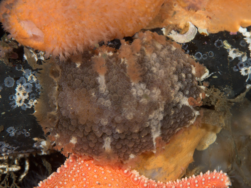 Tritonia hombergii