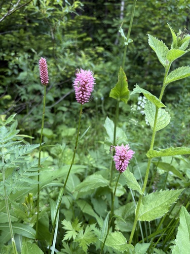 Bistorta carnea, photograph 6