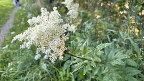 Meadowsweet