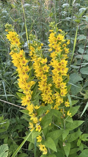 Dotted Loosestrife