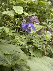 Aquilegia olympica, photograph (c) Екатерина Кравцова, some rights reserved (CC BY)